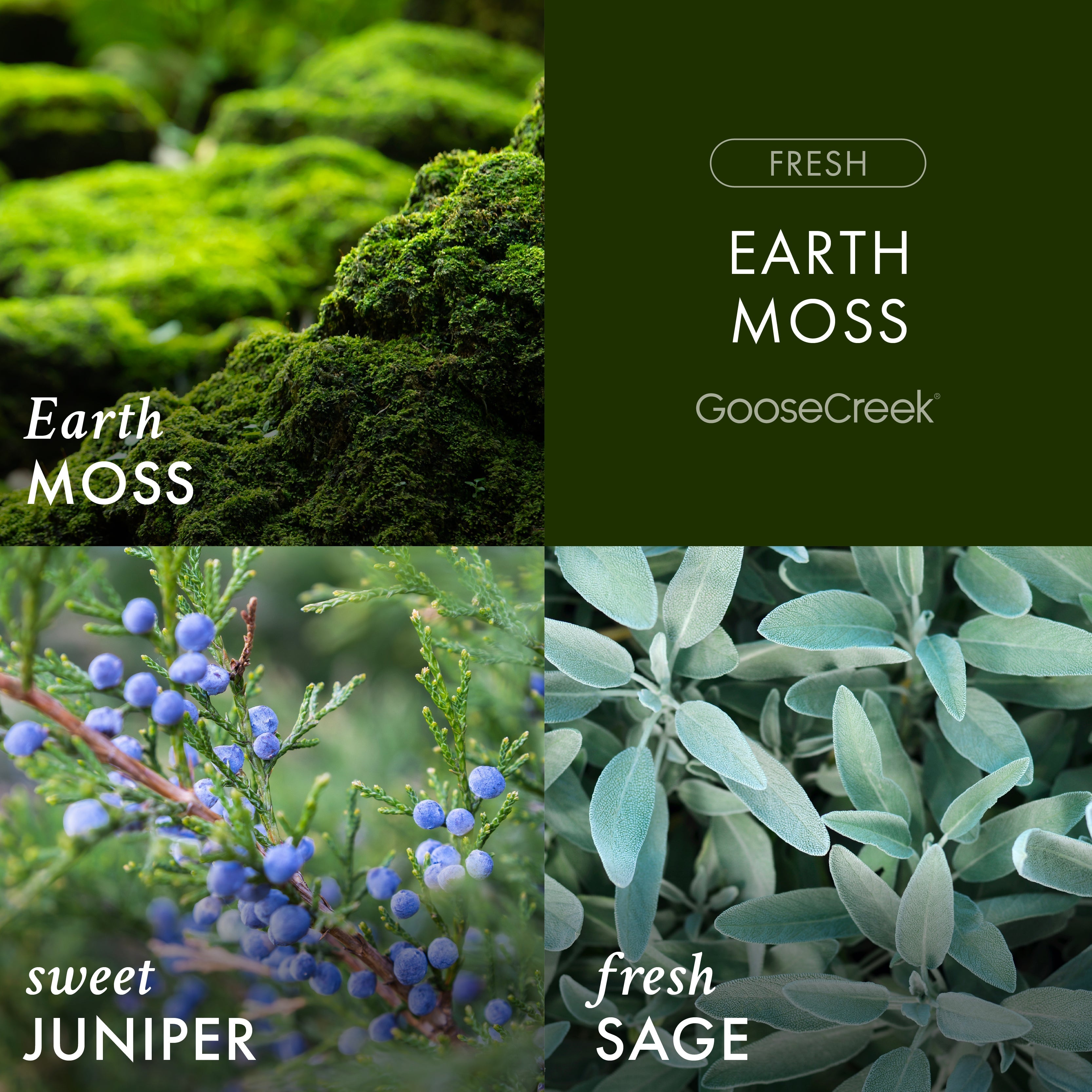 Earth Moss 3-Wick Candle