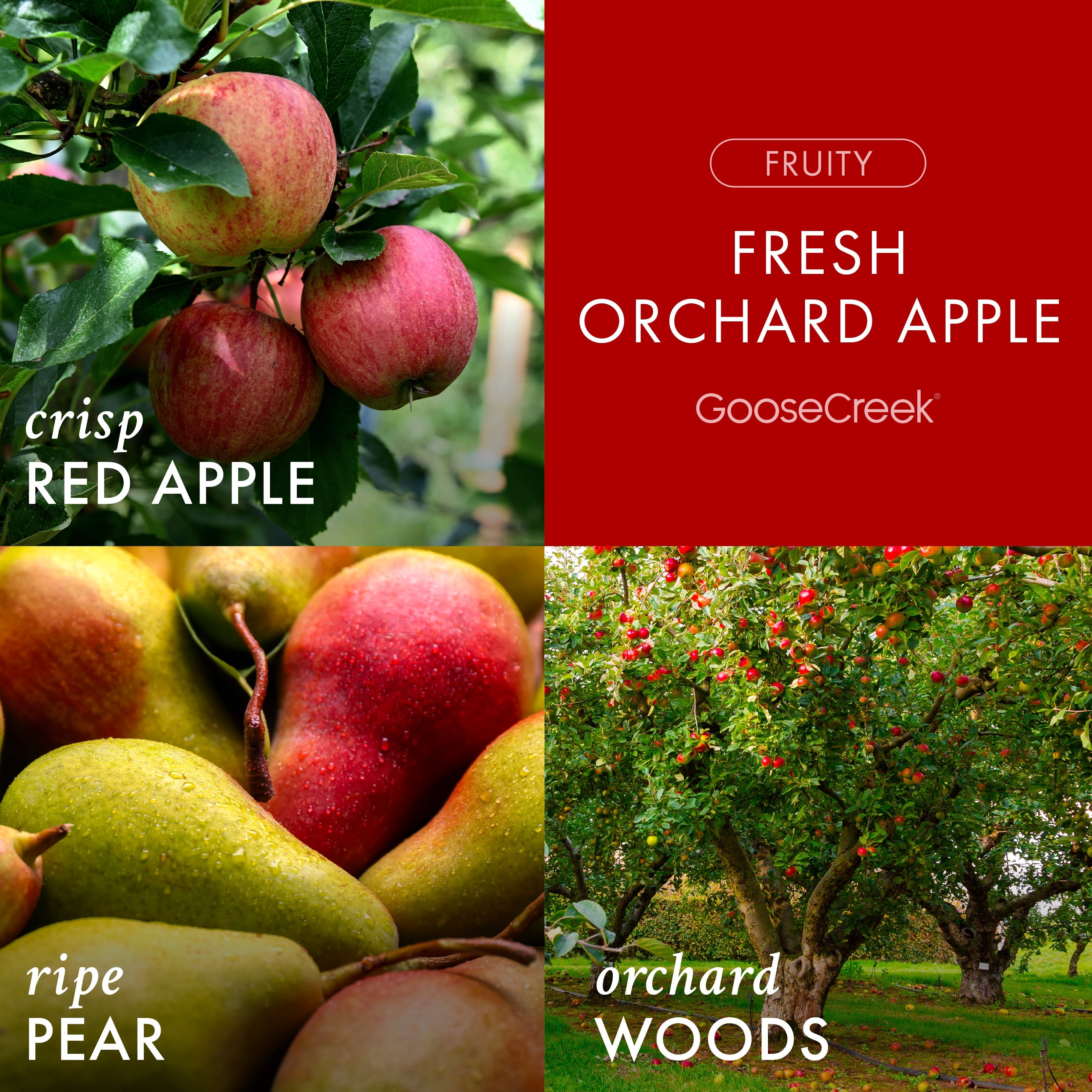 Fresh Orchard Apple 3-Wick Candle