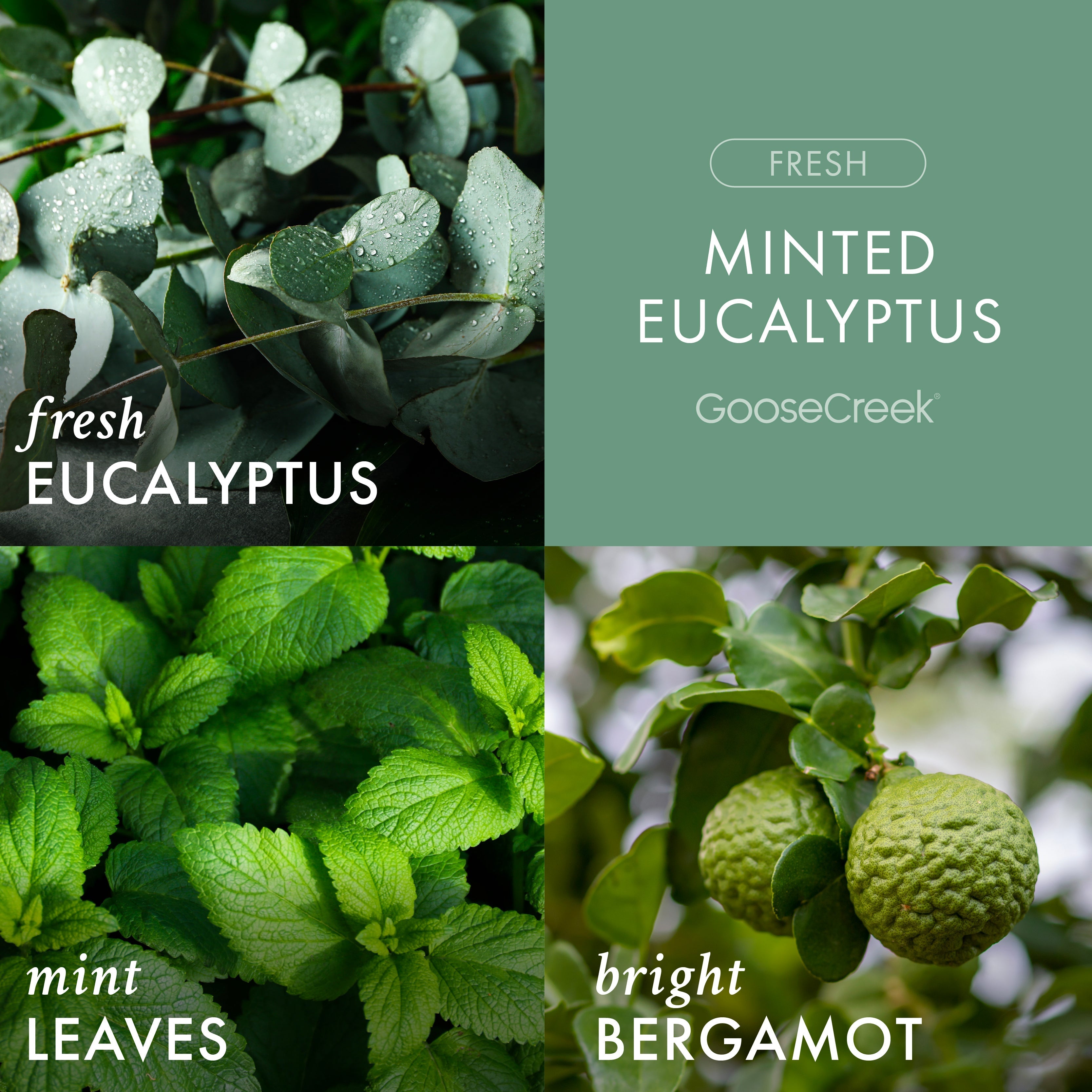 Minted Eucalyptus 3-Wick Candle